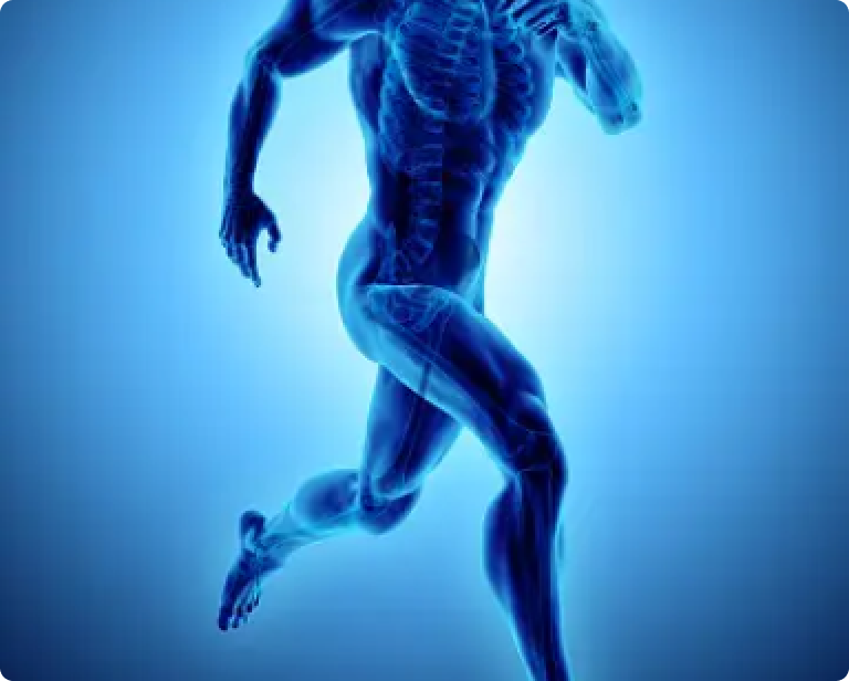 Body Active Biomechanics